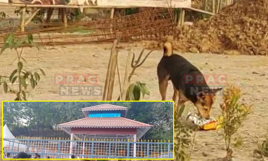 Stray Dog Attack at Zubeen Khetra Triggers Panic, Child Injured