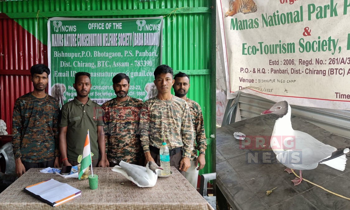 বিজনীৰ বিষ্ণুপুৰত অচিনাকি প্ৰব্ৰজিত চৰাই উদ্ধাৰ