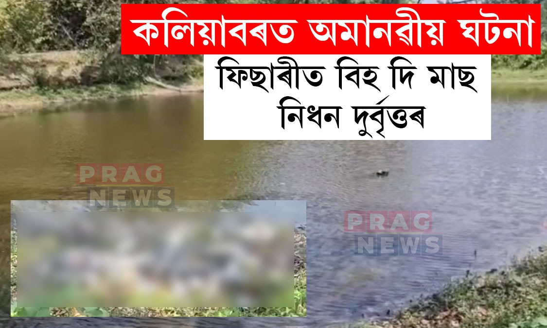 কলিয়াবৰত ফিছাৰীত বিহ দি বৃহৎ পৰিমাণৰ মাছ নিধন কৰিলে কোনো দুৰ্বৃত্তই
