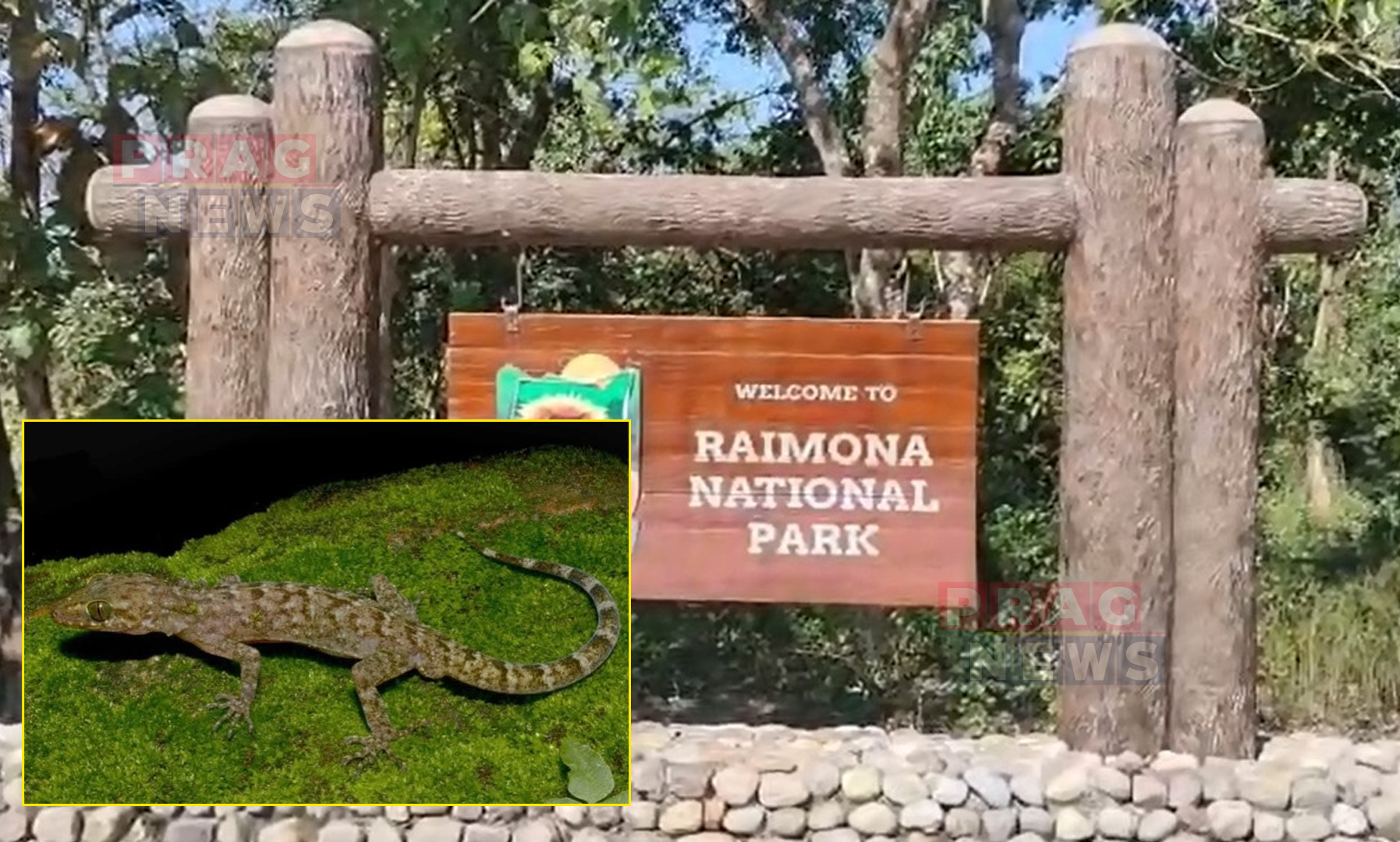 Kokrajhar: New Gecko Species Discovered in Raimona National Park