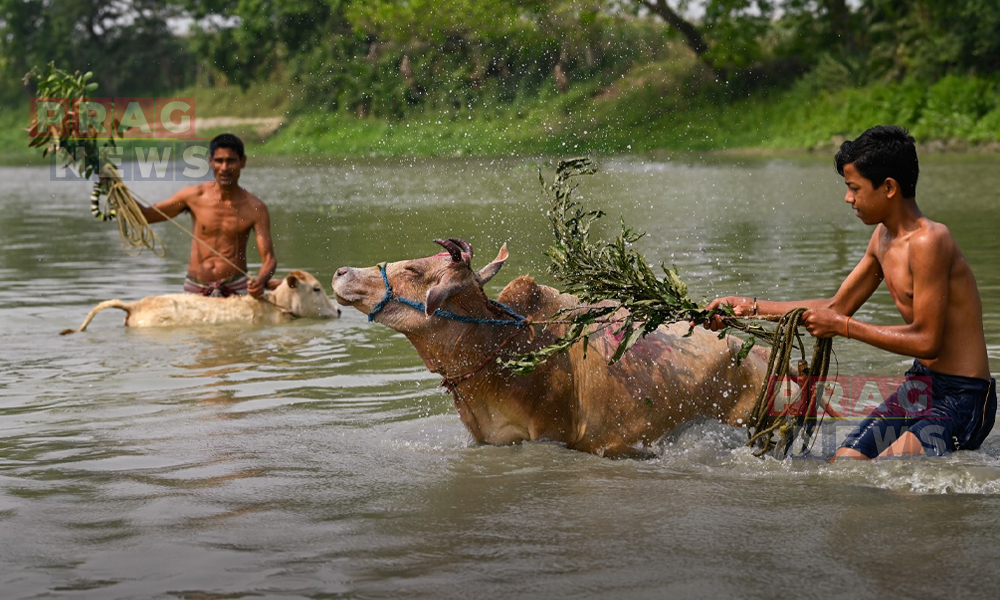 Goru Bihu Celebrated with Rituals Honouring Cattle and Agrarian Traditions in Assam