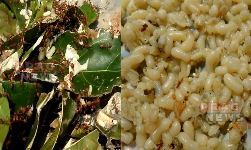 Why Some People Eat Weaver Ant Eggs on Goru Bihu: Tradition, Belief, and Health Benefits