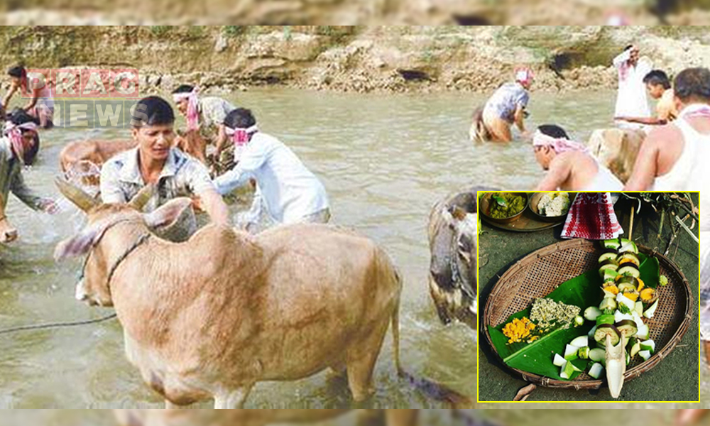 আজি গৰু বিহু ; চৌদিশে হেঁপাহৰ ৰঙালীক আদৰাৰ প্ৰস্তুতি