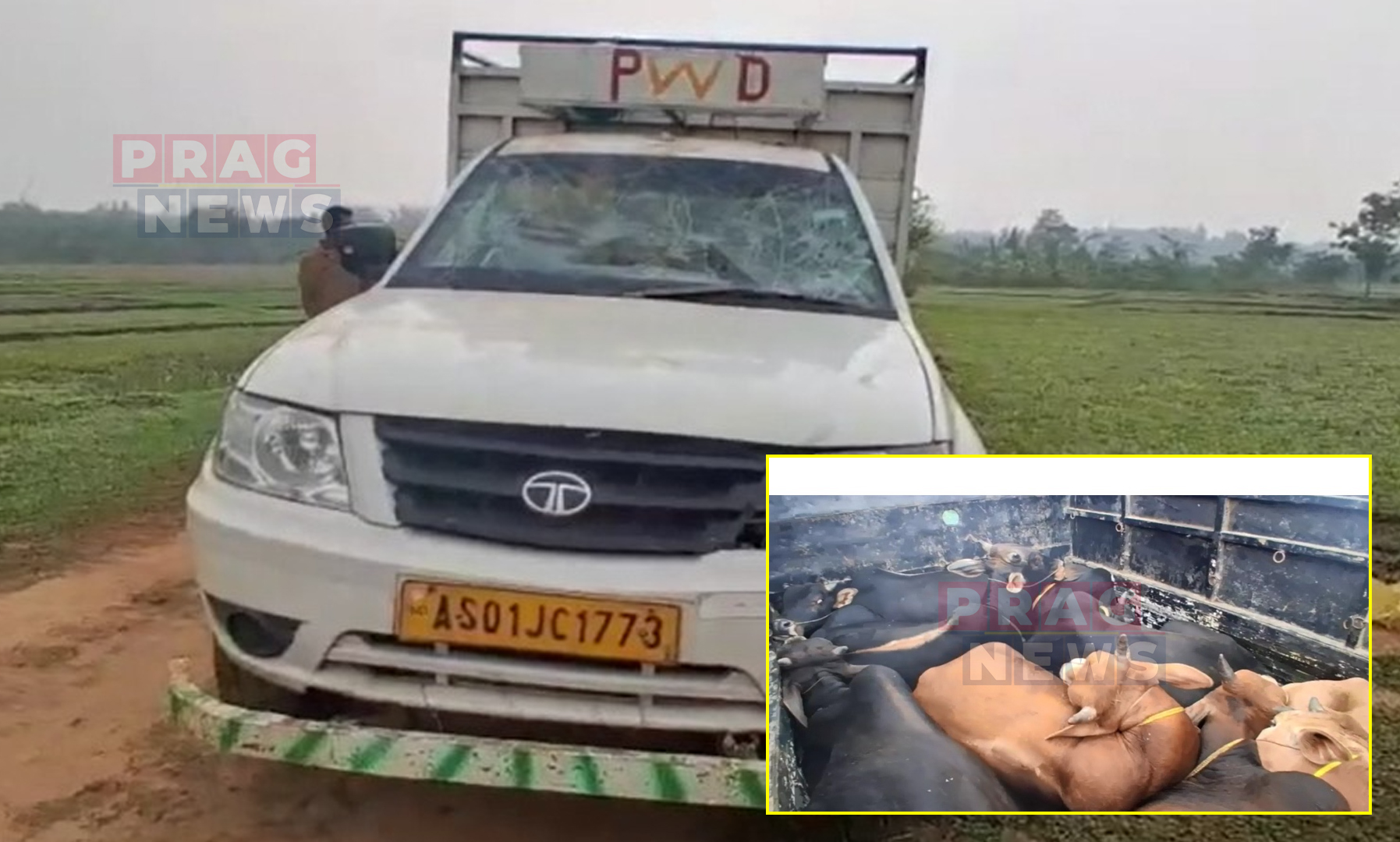 Goalpara: Cattle Smuggling Attempt Foiled, Eight Bulls Seized and Suspect Arrested