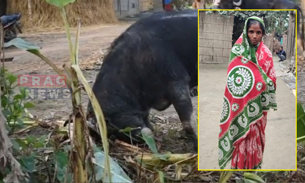 Woman Fighting for Life after Buffalo Attack in Dhing