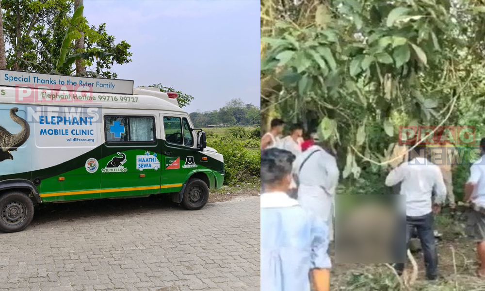 Tragedy Strikes as Elephant Calf Dies after Receiving Expired Vaccine