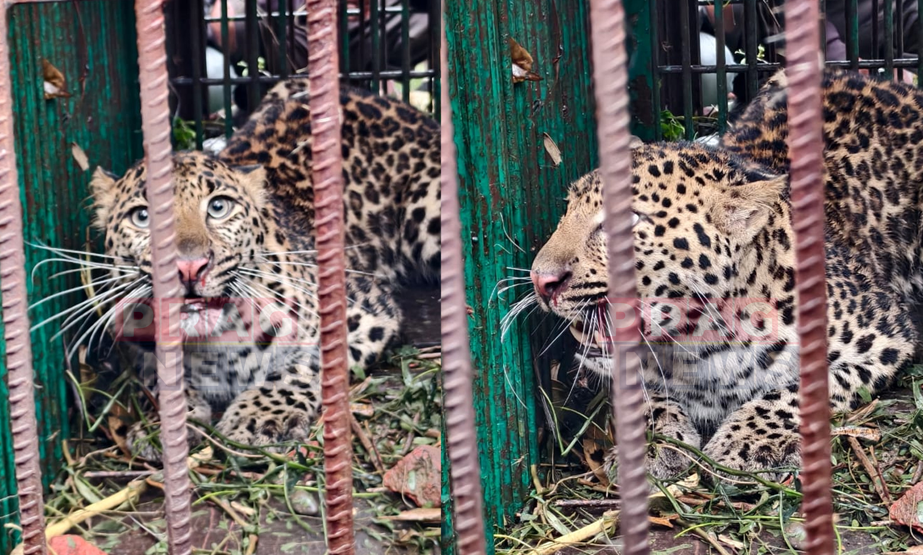 Leopard Captured After Days of Terror in Doomdooma Tea Estate