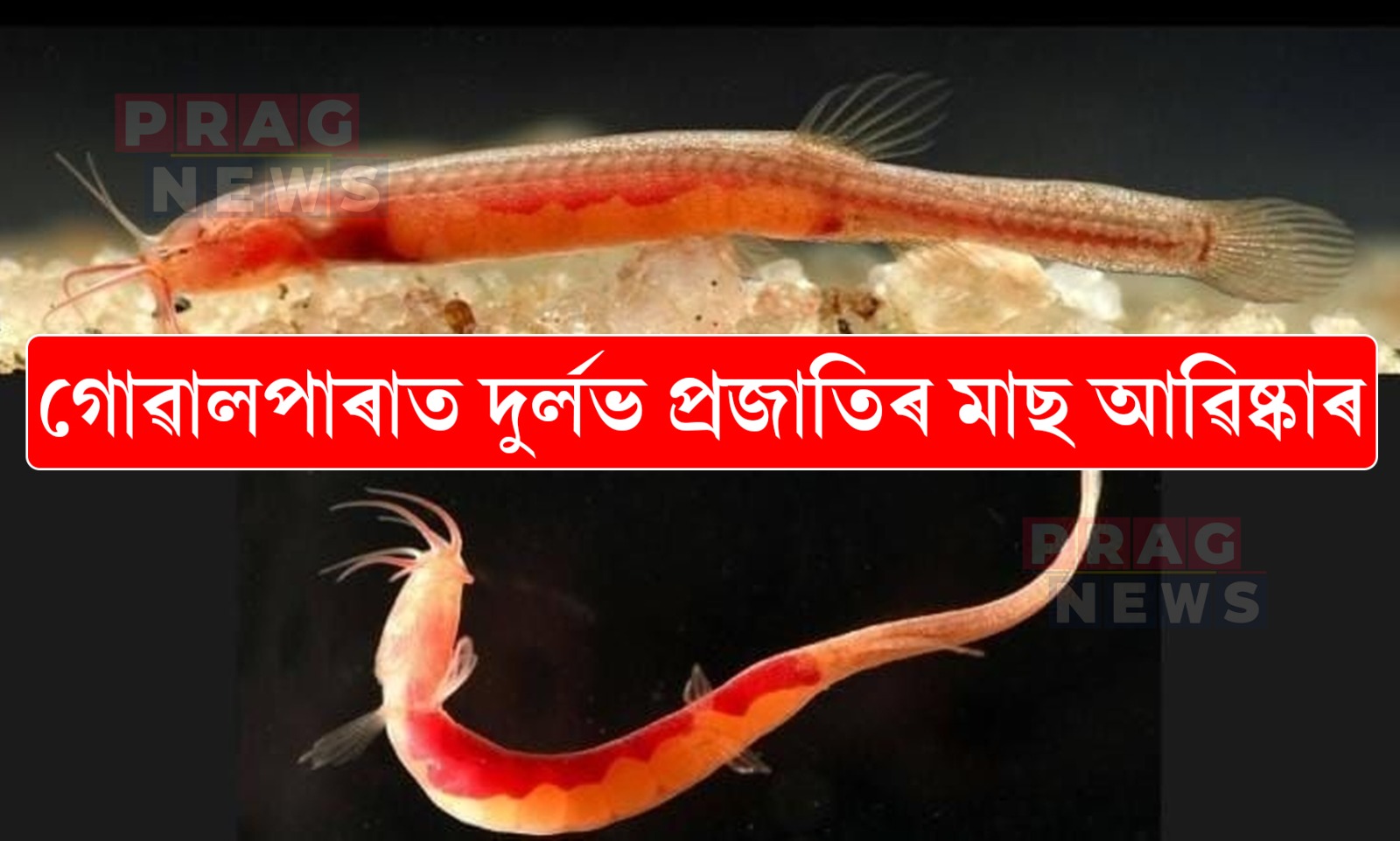 গোৱালপাৰাত দুর্লভ প্ৰজাতিৰ মাছ অৱিষ্কাৰ