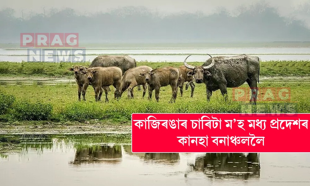 কাজিৰঙাৰ চাৰিটা ম’হ মধ্য প্ৰদেশৰ কানহা বনাঞ্চললৈ