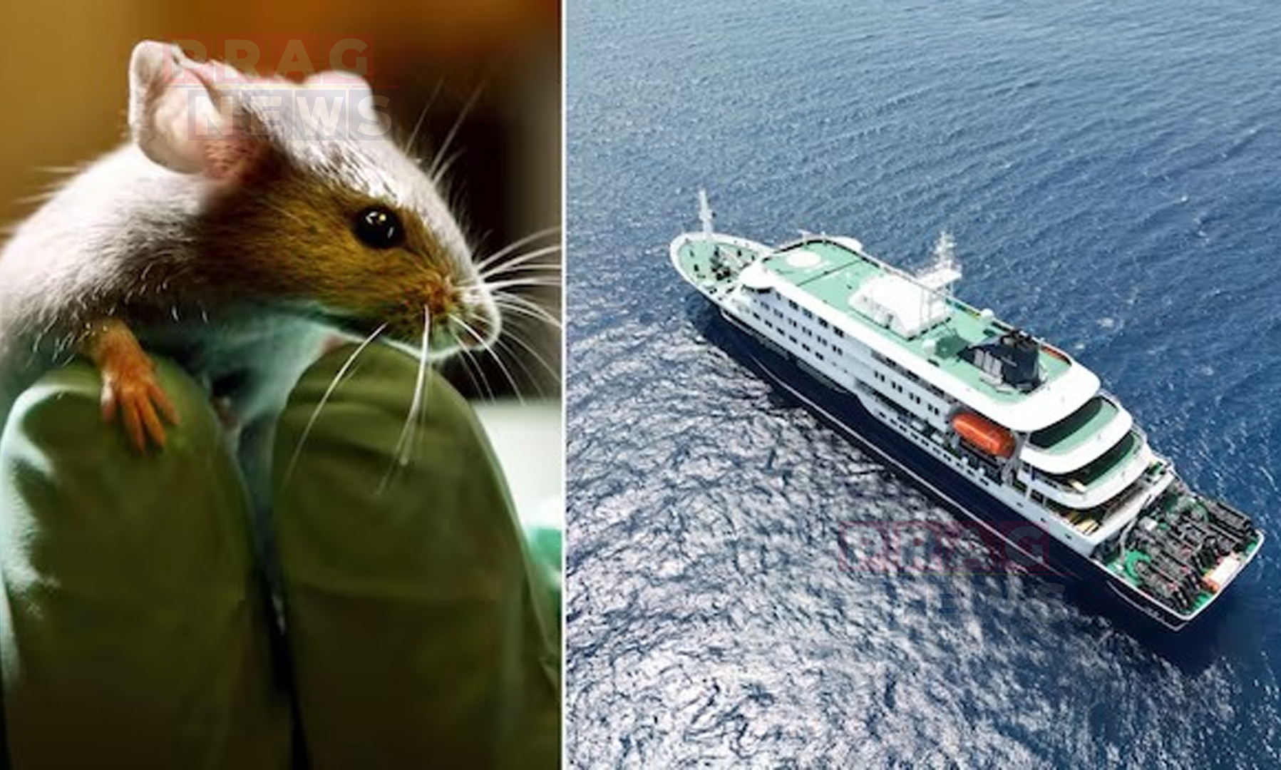 Deadly Hantavirus Outbreak on Luxury Cruise Leaves 3 Dead, Two Indian Crew Members Stranded Onboard