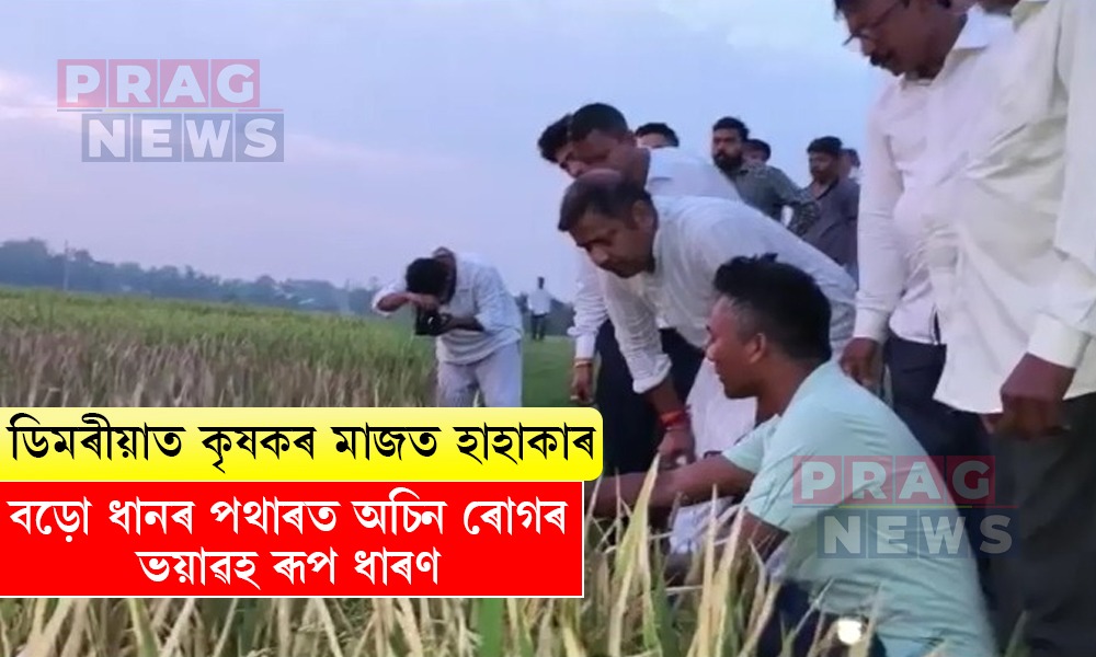 ডিমৰীয়াত কৃষকৰ মাজত হাহাকাৰ; বড়ো ধানৰ পথাৰত অচিন ৰোগৰ ভয়াৱহ ৰূপ ধাৰণ