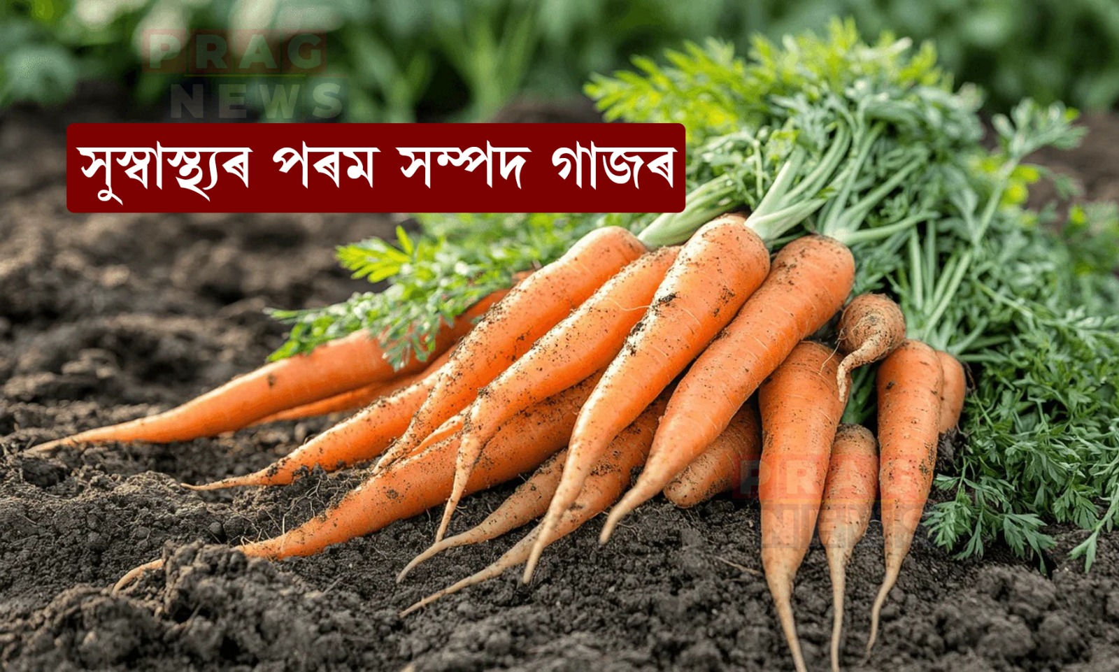উপকাৰী পাচলি গাজৰ; ইয়াৰ আছে নানা স্বাস্থ্য উপকাৰিতা