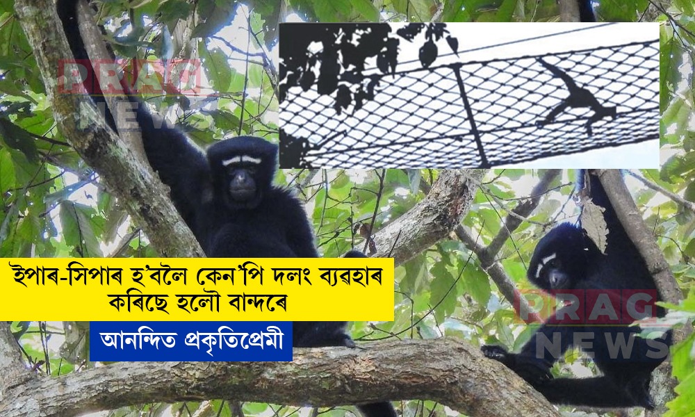 আশাৰ বতৰা! কেন’পি দলঙেৰে পাৰ হৈছে হলৌ বান্দৰ