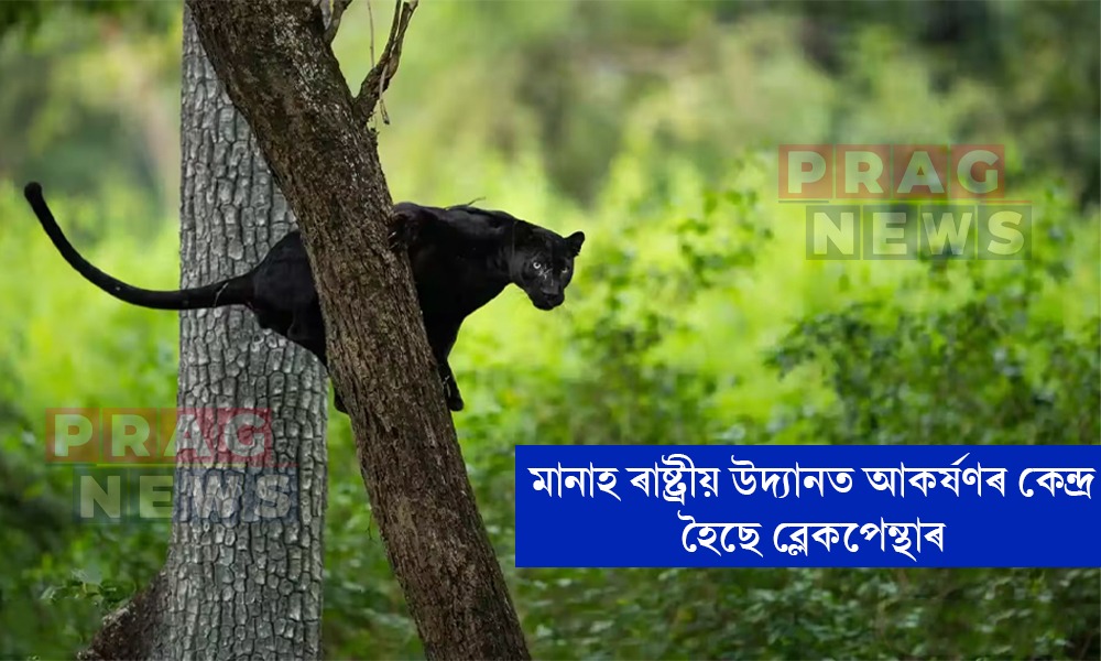 মানাহ ৰাষ্ট্ৰীয় উদ্যানত আকৰ্ষণৰ কেন্দ্ৰ হৈছে ব্লেকপেন্থাৰ; সোঁত ববলৈ ধৰিছে পৰ্যটকৰ