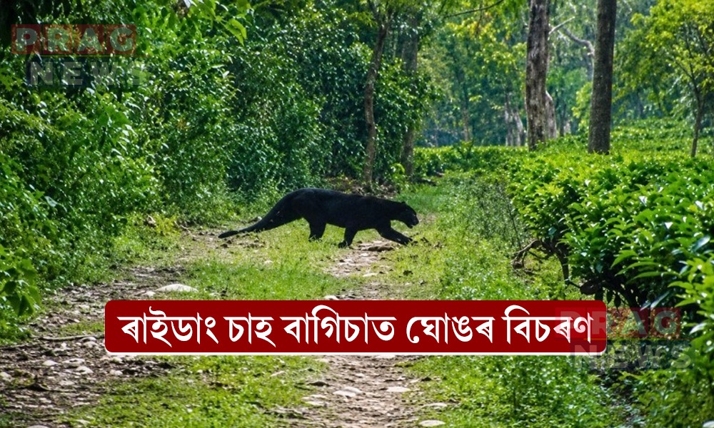 ৰাইডাং চাহ বাগিচাত ঘোঙৰ বিচৰণ; আতংকৰ সৃষ্টি