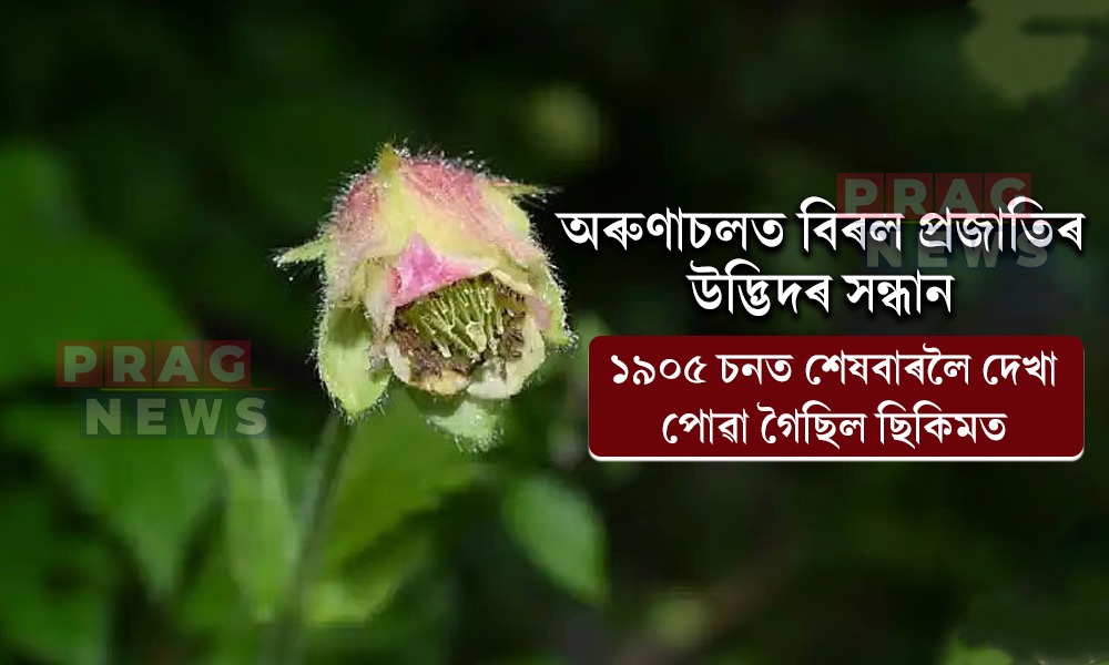 অৰুণাচলত বিৰল প্ৰজাতিৰ উদ্ভিদৰ সন্ধান; ১৯০৫ চনত শেষবাৰলৈ দেখা পোৱা গৈছিল ছিকিমত