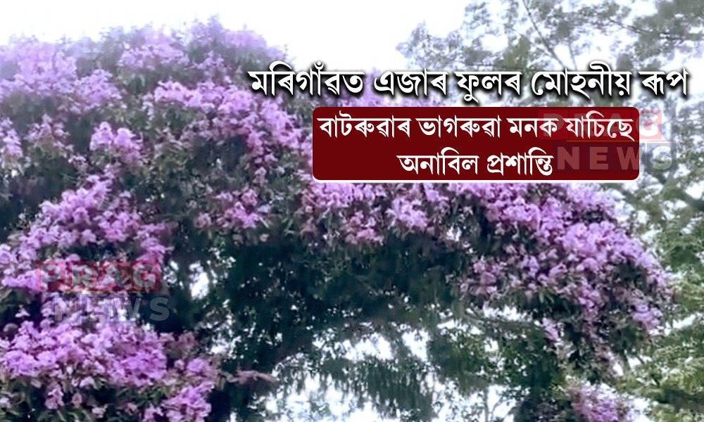মৰিগাঁৱত প্ৰকৃতিৰ বিনন্দীয়া ৰূপ; তপত আকাশৰ তলত এজাৰৰ বেঙুনীয়া আল্পনাই সানিছে ৰহণ
