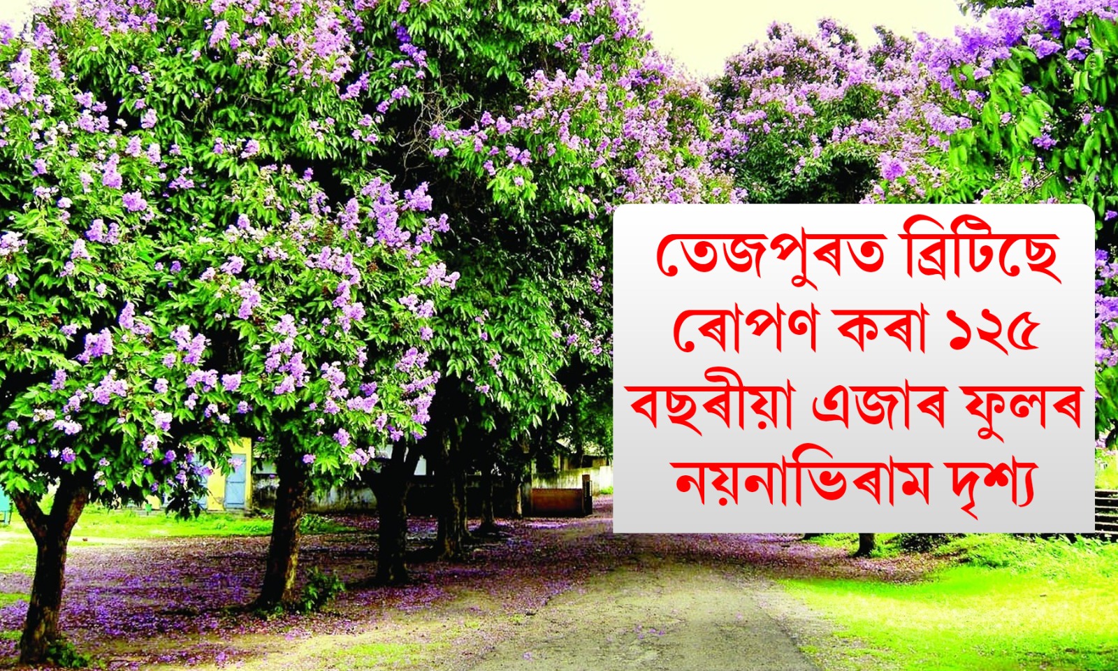 ‘এজাৰ ফুলা দেখি বেজাৰ কিয় কৰ...’, তেজপুৰত ব্ৰিটিছে ৰোপণ কৰা ১২৫ বছৰীয়া এজাৰ ফুলৰ নয়নাভিৰাম দৃশ্য