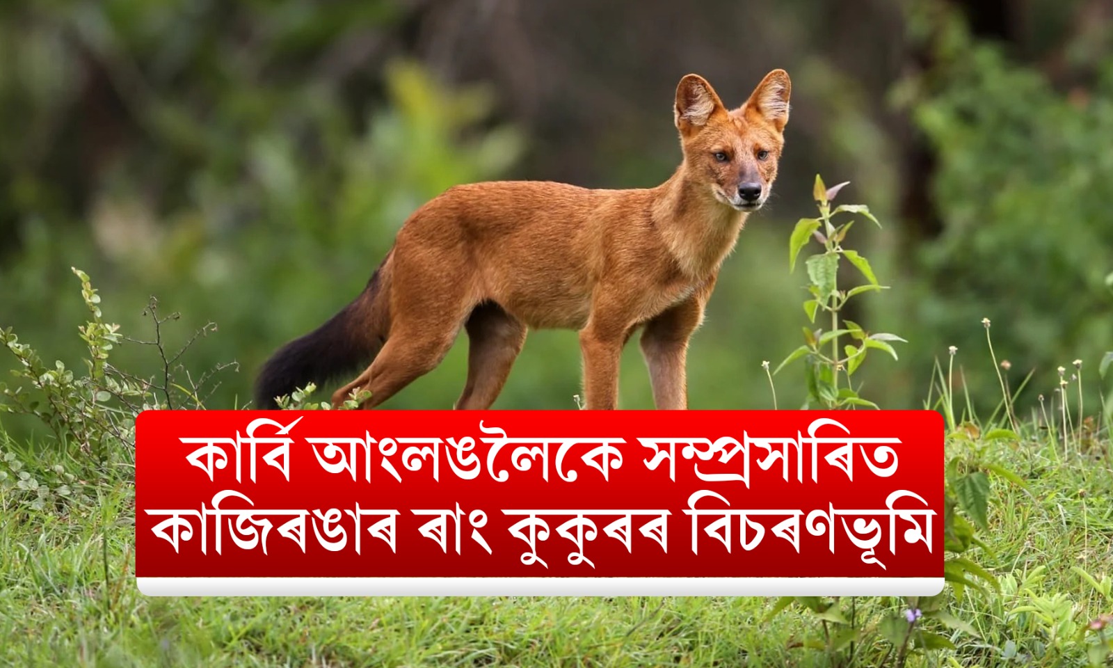 কার্বি আংলঙলৈকে সম্প্ৰসাৰিত কাজিৰঙাৰ ৰাং কুকুৰৰ বিচৰণভূমি