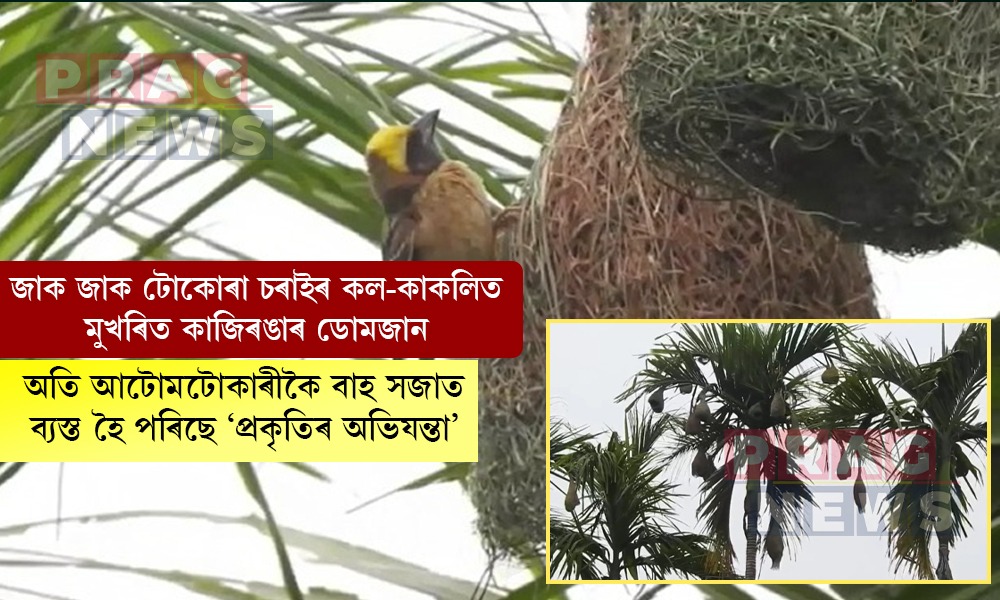 কাজিৰঙাৰ ডোমজানত জাক জাক টোকোৰা চৰাইৰ বাহে আকৰ্ষণ কৰিছে ৰাইজক