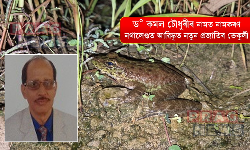 ড° কমল চৌধুৰীৰ নামত নামকৰণ নগালেণ্ডত আৱিষ্কৃত নতুন প্ৰজাতিৰ ভেকুলী
