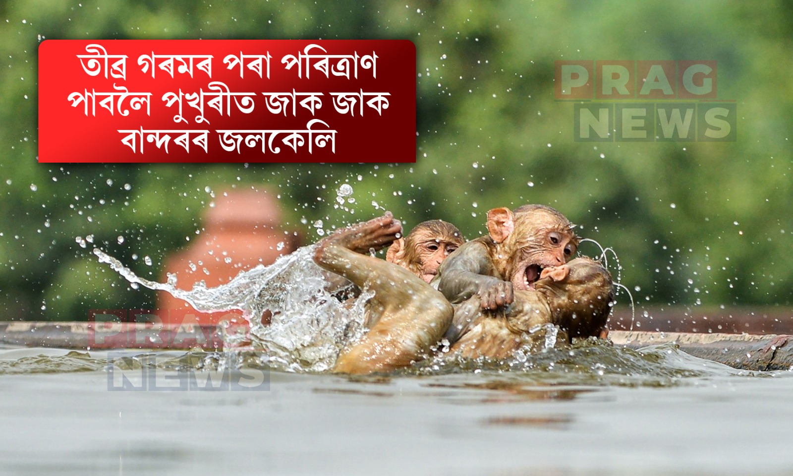 তীব্ৰ গৰমৰ পৰা পৰিত্ৰাণ পাবলৈ পুখুৰীত জাক জাক বান্দৰৰ জলকেলি