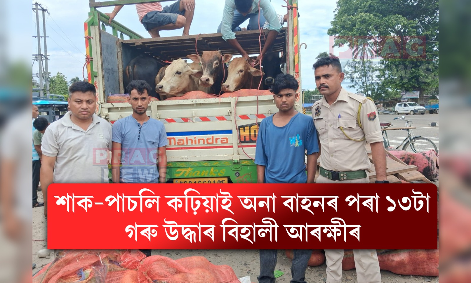 পাচলিৰ আঁৰত গৰুৰ চোৰাং ব্যৱসায়! বিহালীত আৰক্ষীৰ জালত ১৩টা গৰুসহ দুই সৰবৰাহকাৰী