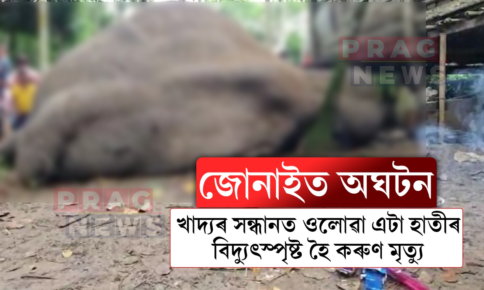 বিশ্ব পৰিৱেশ দিৱসতে জোনাইত বিদ্যুৎস্পৃষ্ট হৈ গজৰাজৰ মৃত্যু