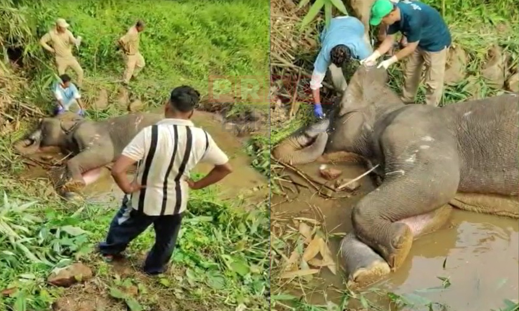 Wild Elephant Trapped in Deep Pit at Chandrapur Resort for Week: Rescue Efforts Underway