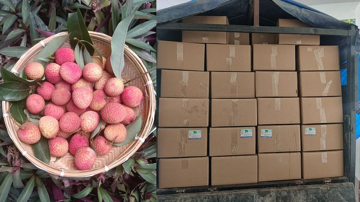 Assam's Tezpur Litchi Makes Historic Debut in Dubai Market