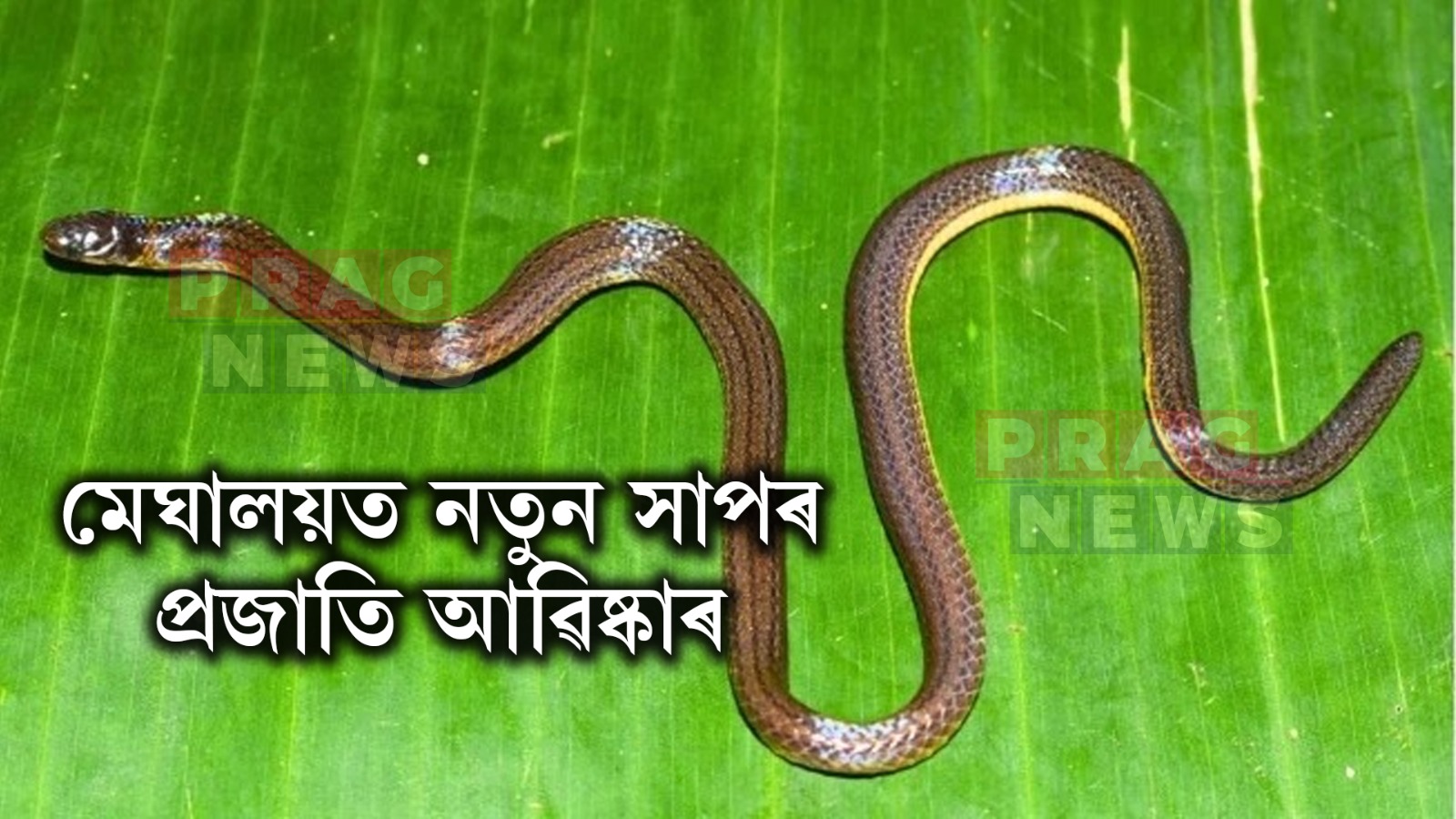 মেঘালয়ত নতুন সাপৰ প্ৰজাতি আৱিষ্কাৰ, অসম ডন বস্কো বিশ্ববিদ্যালয়ৰ গৱেষকৰ গুৰুত্বপূৰ্ণ ভূমিকা