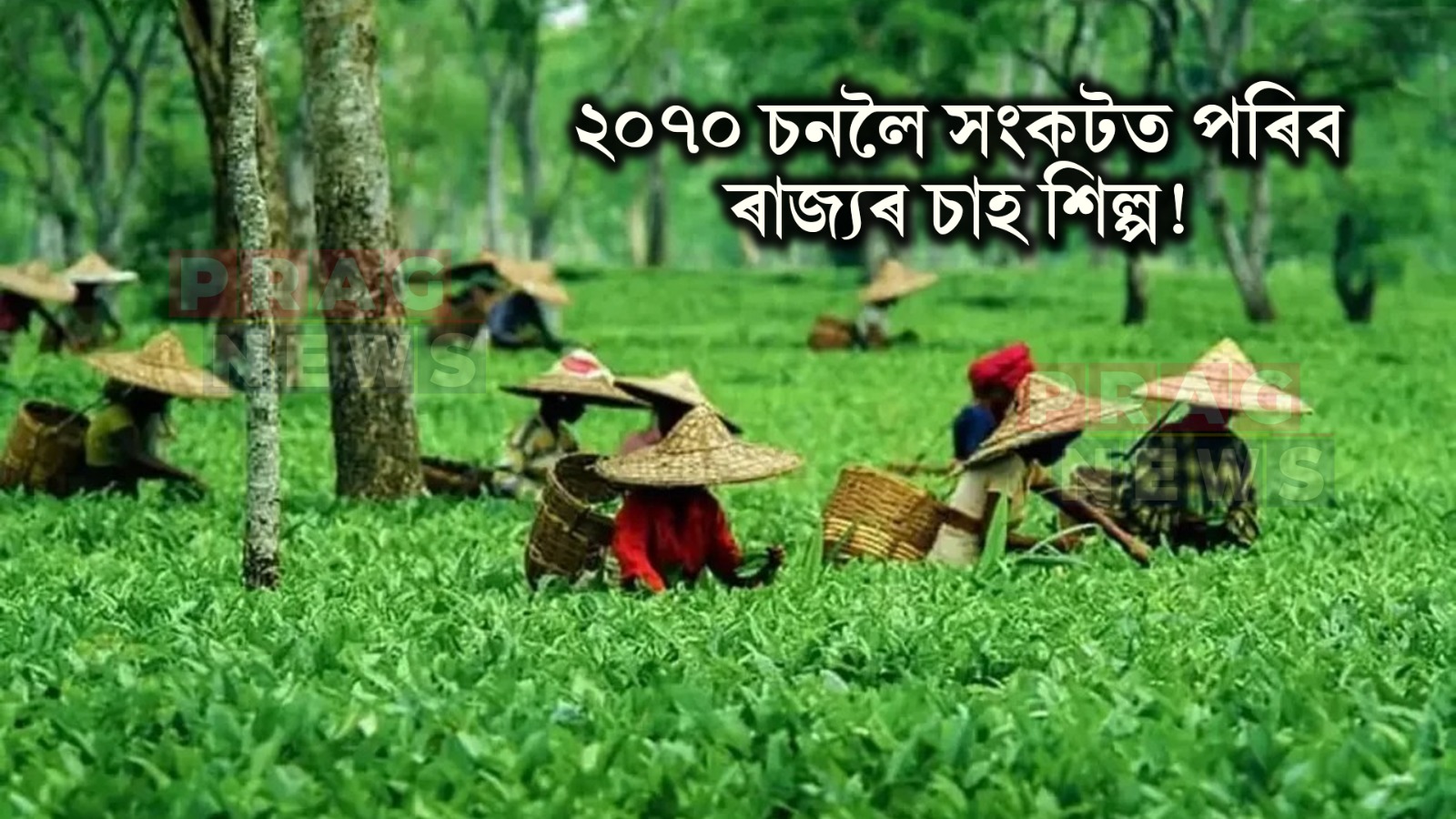 Assam's tea industry will face a crisis by 2070‘ফ্রন্টিয়াৰ্ছ ইন ক্লাইমেট’ জার্নেলত উদ্বেগজনক তথ্য; ২০৭০ চনলৈ সংকটত পৰিব অসমৰ চাহ শিল্প
