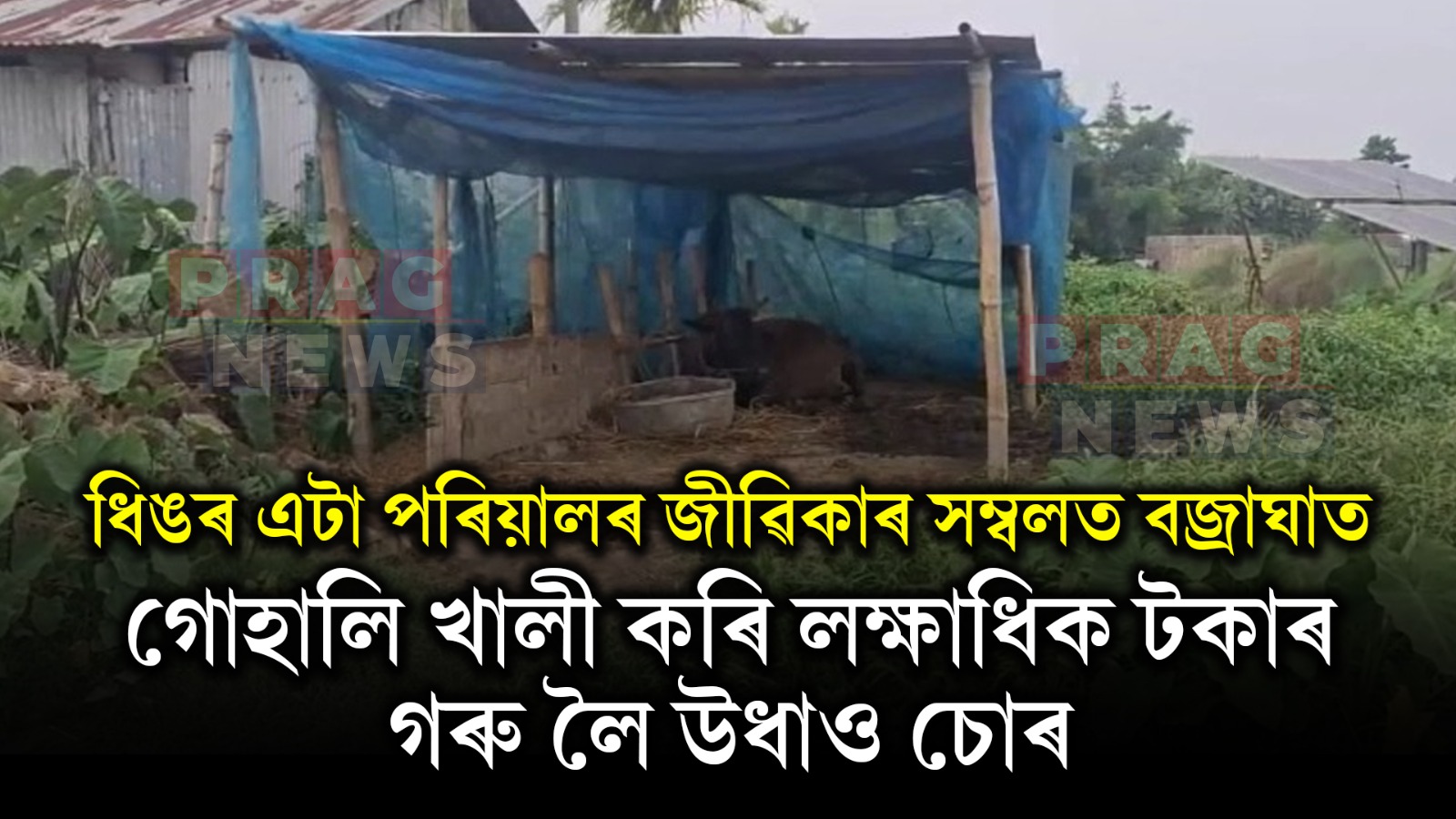 ধিঙত এটা পৰিয়ালৰ কান্দোন; ৫টাকৈ গৰু চুৰি কৰি নিলে চোৰে
