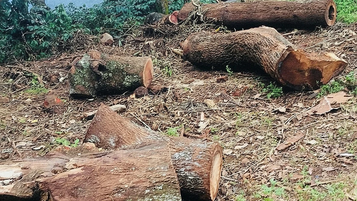 Assam Diverts Over 1,800 Hectares of Forest Land for Non-Forest Use