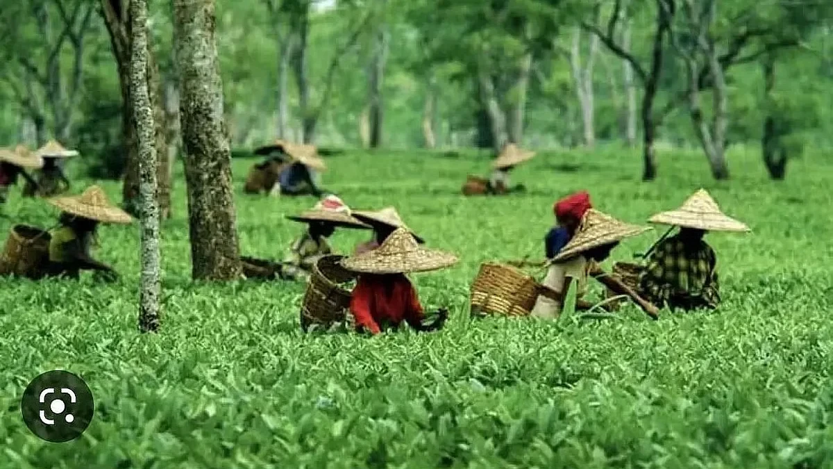 Climate Change Poses Existential Threat to Assam Tea's Future