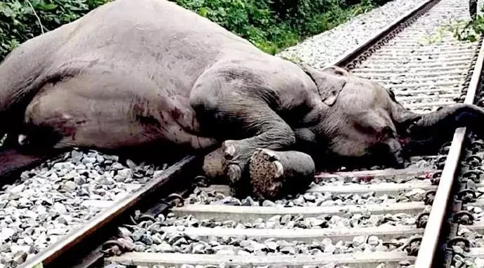 Assam Leads Nation in Elephant Train Fatalities, Poisoning; Highlights Escalating Human-Wildlife Conflict