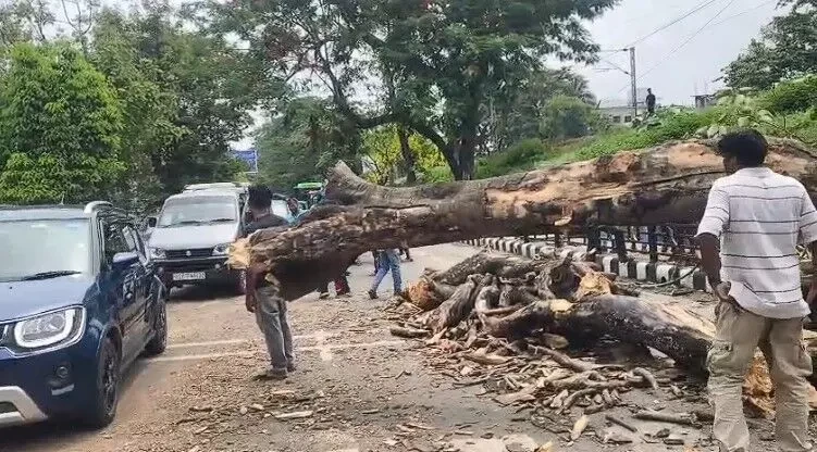 Guwahati's Bhootnath-Kalipur Stretch Remains Perilous with Untreated Hazardous Trees