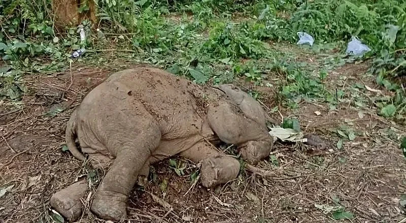 হাতী পোৱালিৰ মৃত্যুৰ তদন্তৰ পাছত ৱাইল্ডলাইফ এছ.ও.এছ.ৰ সৈতে অসম বন বিভাগৰ অংশীদাৰিত্বৰ অৱসান