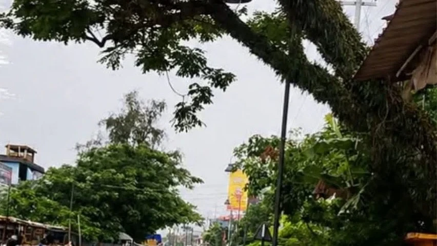 নলবাৰীত পথৰ কাষৰ বিপদজনক গছক লৈ উদ্বেগ, গুৱাহাটীৰ দুৰ্ঘটনাৰ পাছত ব্যৱস্থা গ্ৰহণৰ দাবী