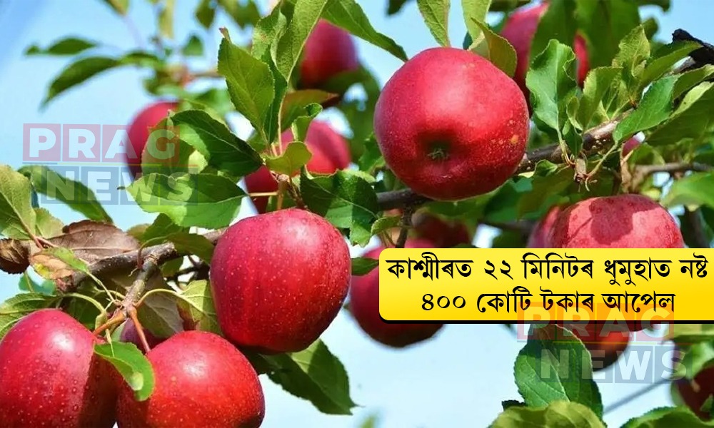 কাশ্মীৰত ২২ মিনিটৰ ধুমুহাত নষ্ট ৪০০ কোটি টকাৰ আপেল, কষ্টৰ ফচল অথলে যোৱাত কৃষক-ব্যৱসায়ীৰ হাহাকাৰ