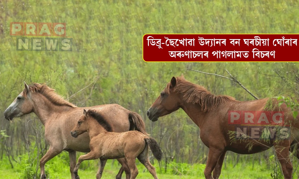 অৰুণাচলৰ পাগলামত বিচৰণ ডিব্ৰু-ছৈখোৱা উদ্যানৰ বন ঘৰচীয়া ঘোঁৰাৰ