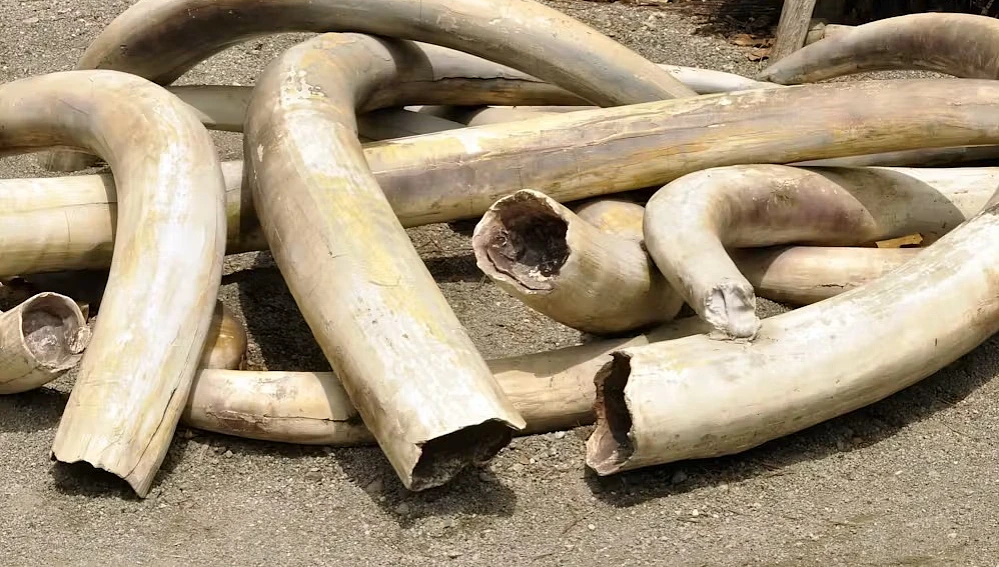 Elephant Ivory Seized in Region Bordering Assam, Foiling Illegal Trade