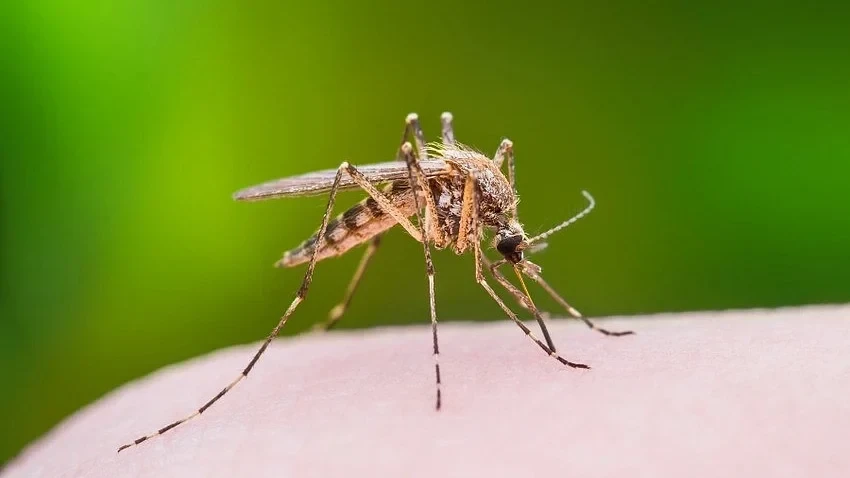 Assam Prioritises Comprehensive Strategy to Disrupt Japanese Encephalitis Cycle
