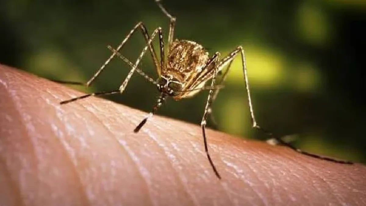 Japanese Encephalitis Claims Three Lives in Rangia, Assam; Health Alert Issued