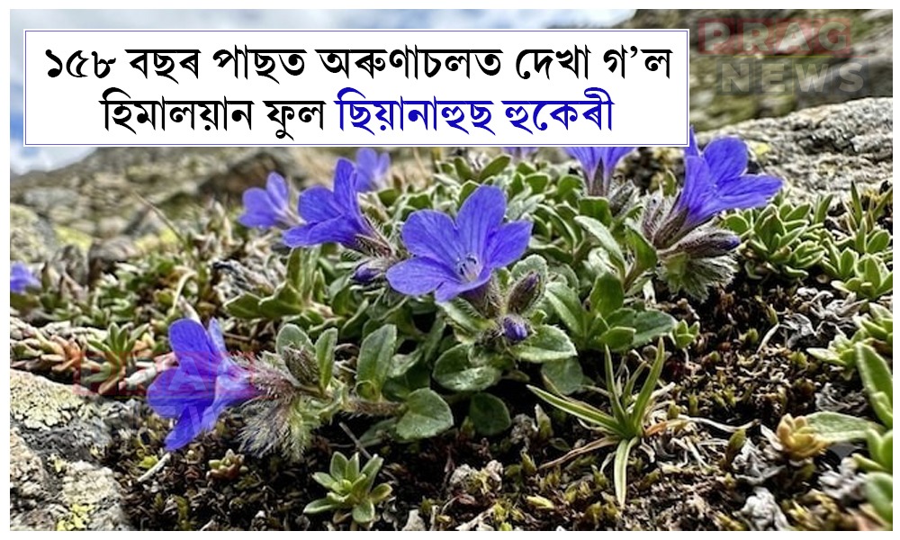 ১৫৮ বছৰ পাছত অৰুণাচলত পোৱা গ’ল হিমালয়ান ফুলৰ সন্ধান