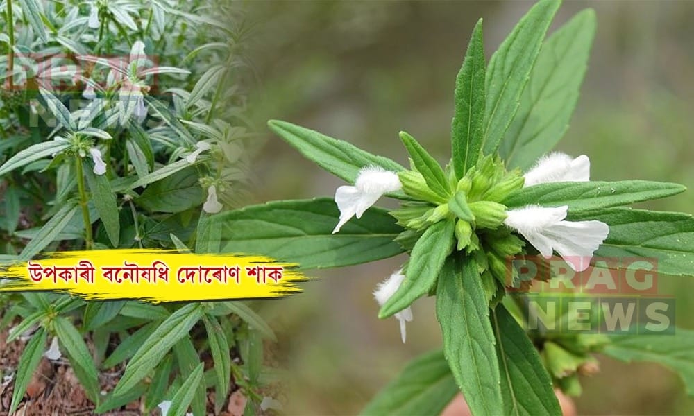 দোৰোণ শাকৰ আছে নানা উপকাৰী গুণ; জানো আহক সবিশেষ