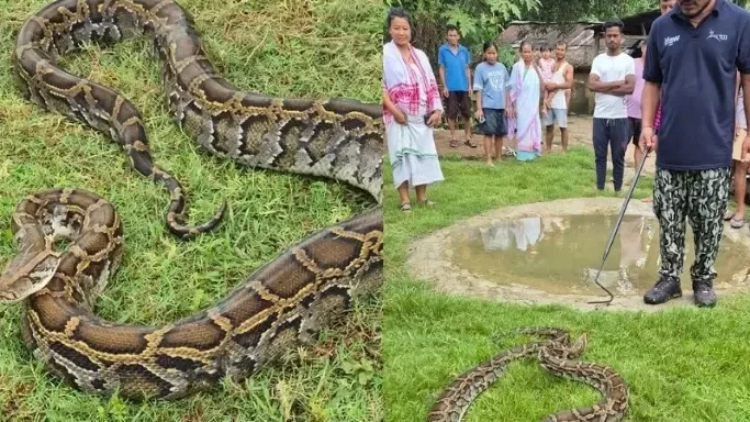 তিনিচুকীয়াত মানৱতাৰ নিদৰ্শন: হাঁহ ভক্ষণৰ পাছতো অজগৰক সুৰক্ষিতভাৱে উদ্ধাৰ