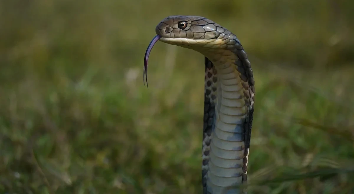Assam's Bodoland Region Witnesses Alarming Rise in Human-Wildlife Conflict
