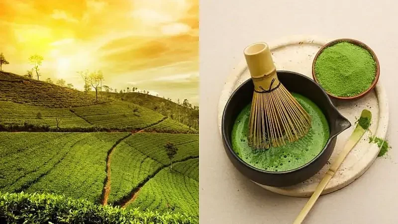 অসমৰ চাহ উদ্যোগৰ বাবে নতুন দিগন্ত মেচা চাহ