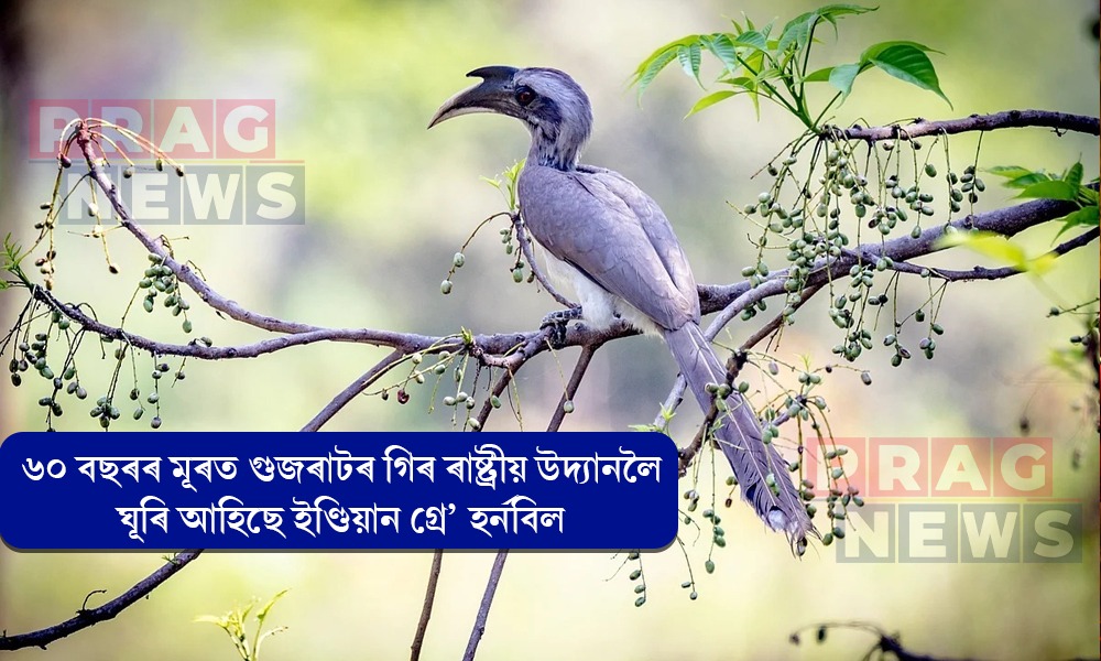 ৬০ বছৰৰ মূৰত গুজৰাটৰ গিৰ ৰাষ্ট্ৰীয় উদ্যানলৈ ঘূৰি আহিছে ইণ্ডিয়ান গ্রে’ হর্নবিল
